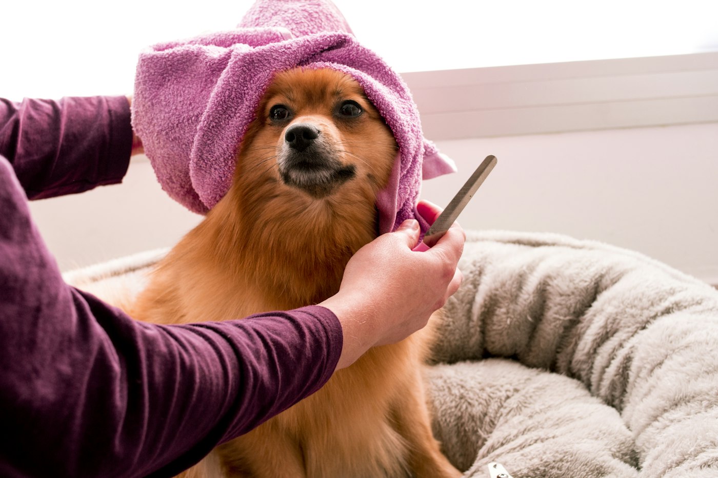 Cachorro sendo cuidado após o banho
